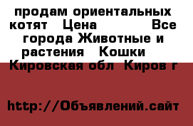 продам ориентальных котят › Цена ­ 5 000 - Все города Животные и растения » Кошки   . Кировская обл.,Киров г.